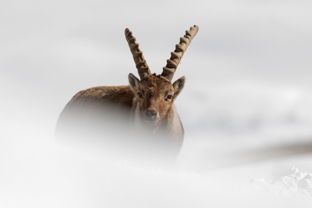 Alpine Ibex od Paolo Bolla