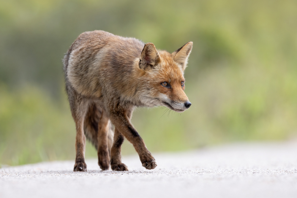 Red Fox od Paolo Bolla