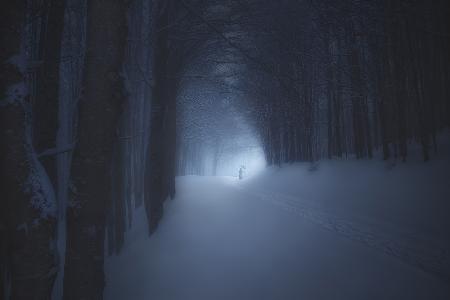 A WINTER NIGHT IN THE FOREST