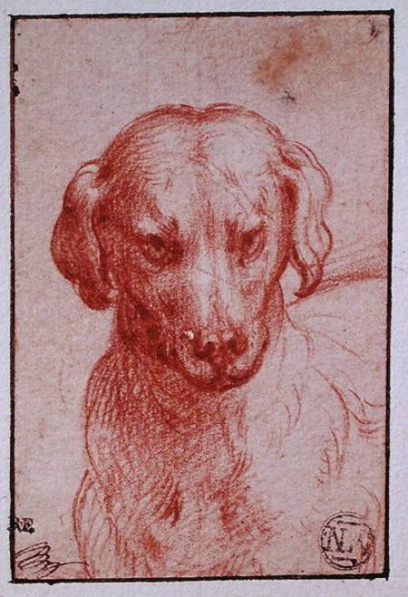 Head of a Dog od Parmigianino