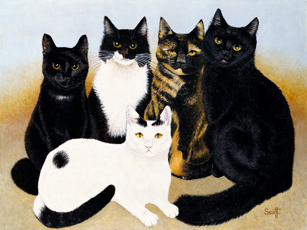 Miss Cox''s Cats  od Pat  Scott