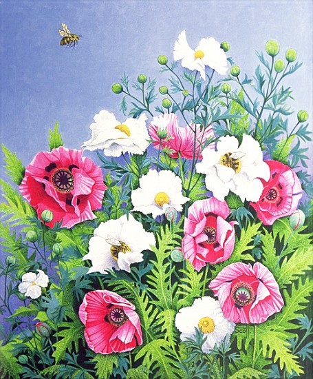 Honey Bee, Honey Bee (oil on canvas)  od Pat  Scott