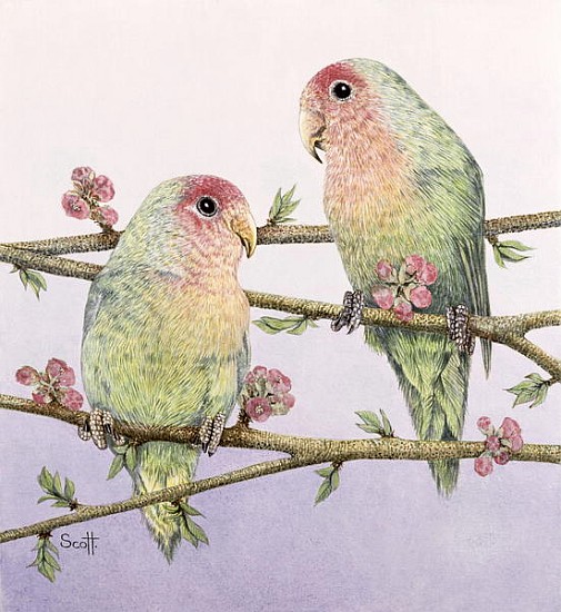 Love Birds  od Pat  Scott
