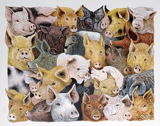 Pigs Galore (acrylic on calico)  od Pat  Scott