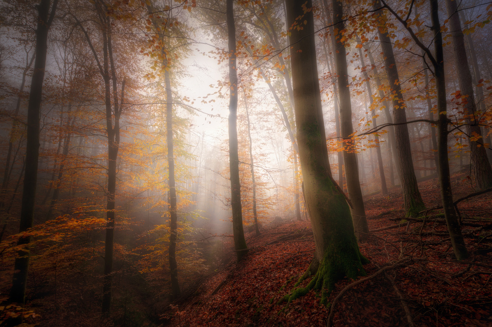 Autumn morning od Patrick Aurednik