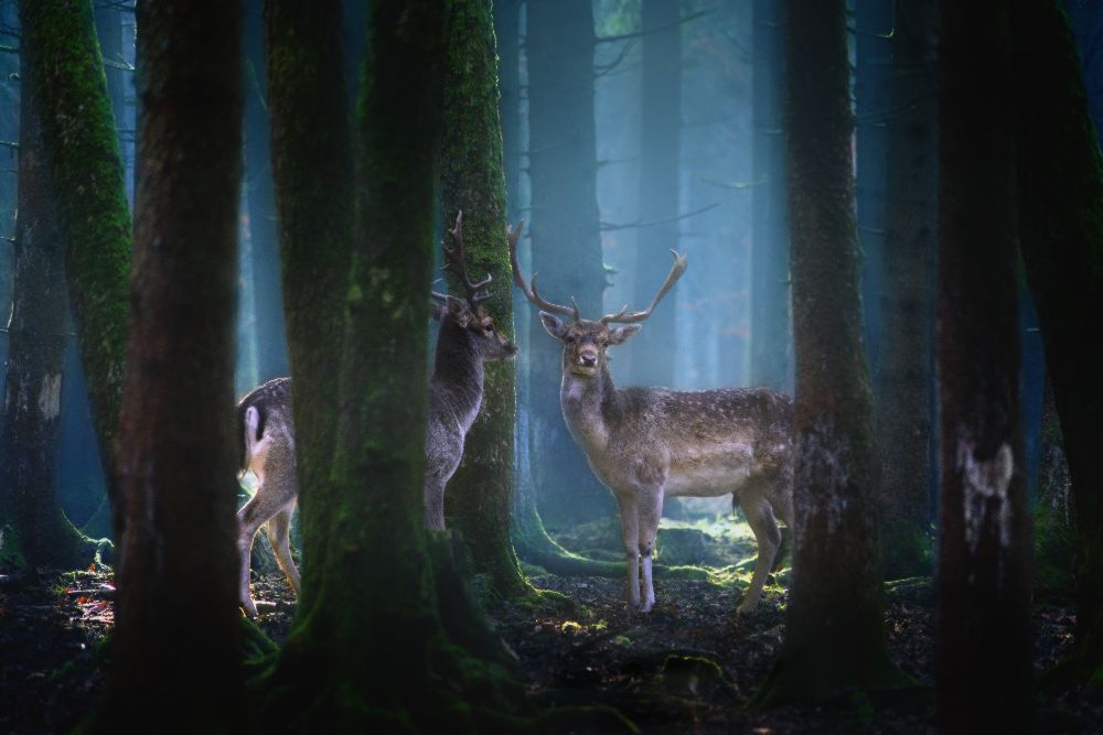 Deers od Patrick Aurednik