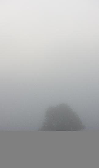Baum im Nebel od Patrick Pleul