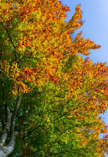 Buche mit buntem Herbstlaub od Patrick Pleul