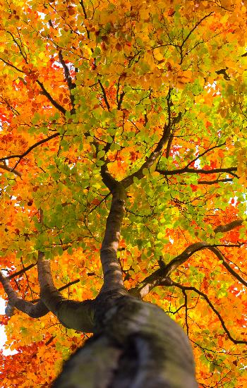 Buche mit buntem Herbstlaub od Patrick Pleul