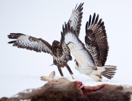 Buzzards fighting for food od Patrick Pleul