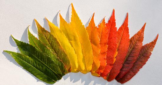Farbige Herbstblätter od Patrick Pleul