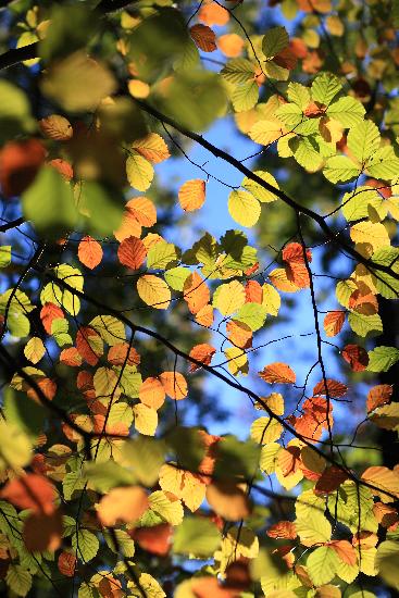 Herbst im Schlaubetal od Patrick Pleul