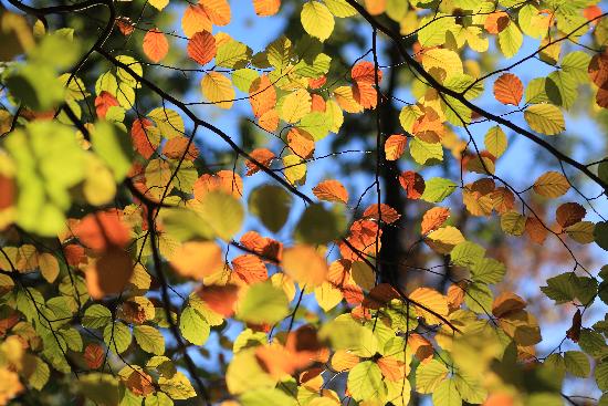 Herbst im Schlaubetal od Patrick Pleul