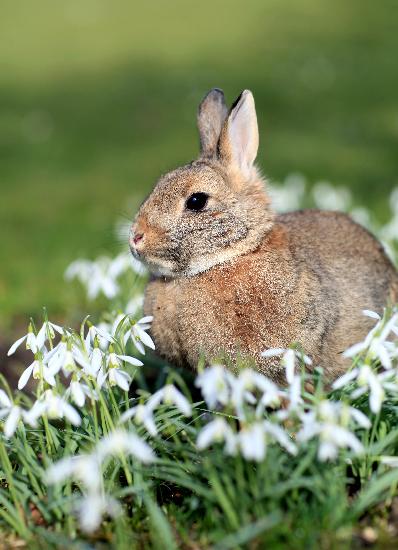 Kaninchen zwischen Schneeglöckchen od Patrick Pleul