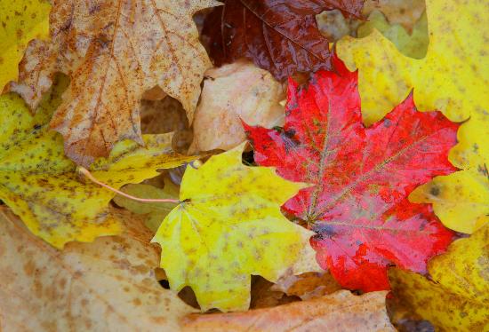 Nasses Herbstlaub od Patrick Pleul