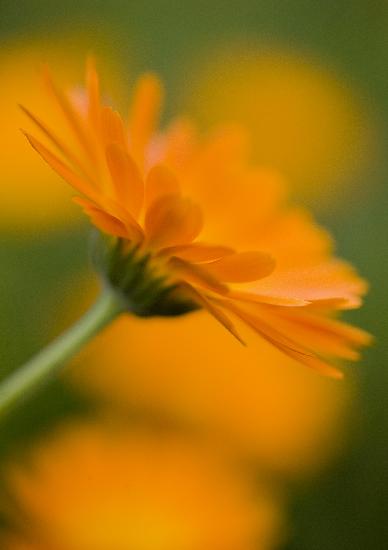 Ringelblume ist Heilpflanze des Jahres 2009 od Patrick Pleul