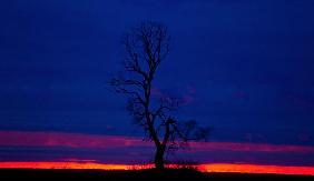 Alter Baum im Abendlicht