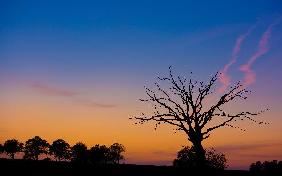 Alter Baum im Abendrot