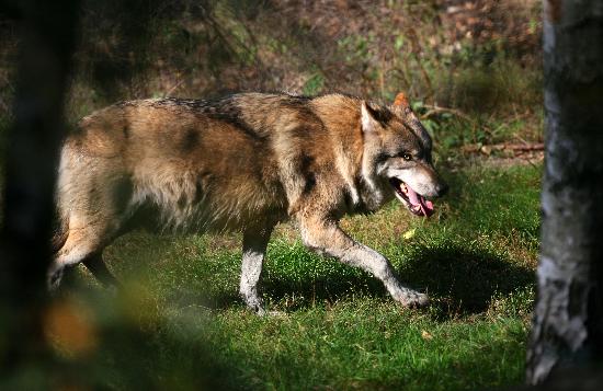 Wolf im Wildpark Schorfheide od Patrick Pleul