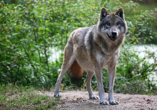 Wolf im Wildpark Schorfheide od Patrick Pleul