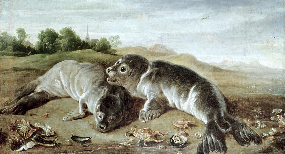 Two Young Seals on the Shore od Paul de Vos
