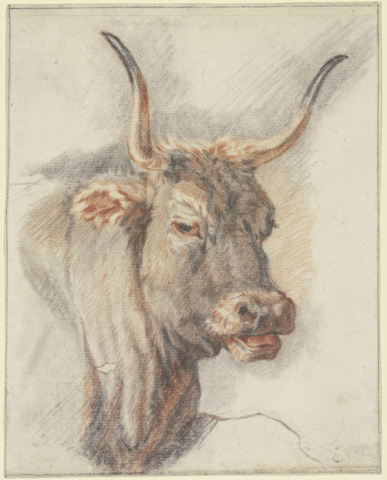 An ox head od Paulus Potter