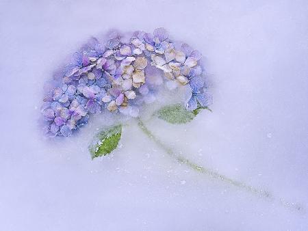 Hidrangen flower among the ice.