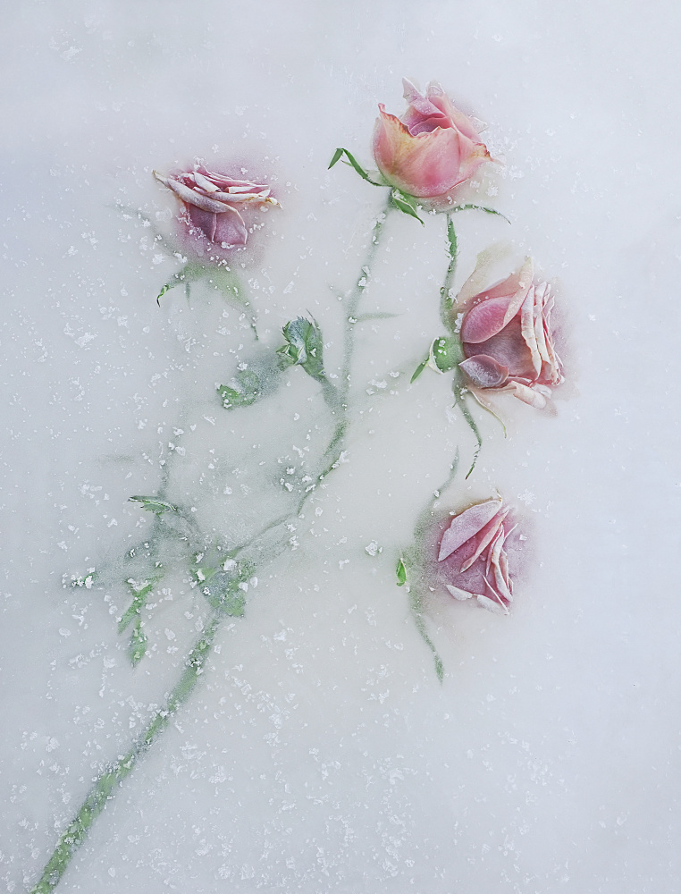 Roses among the ice. od Pedro Uranga
