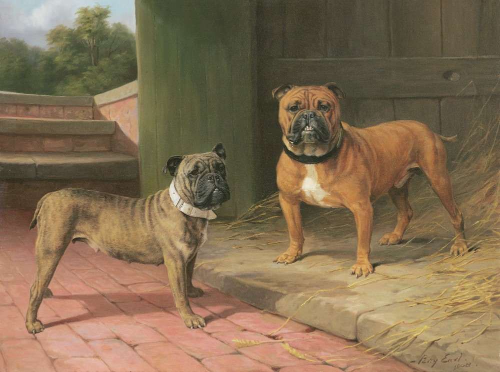 A Red Bulldog and Brindle Bulldog by a Barn od Percy Thomas Earl