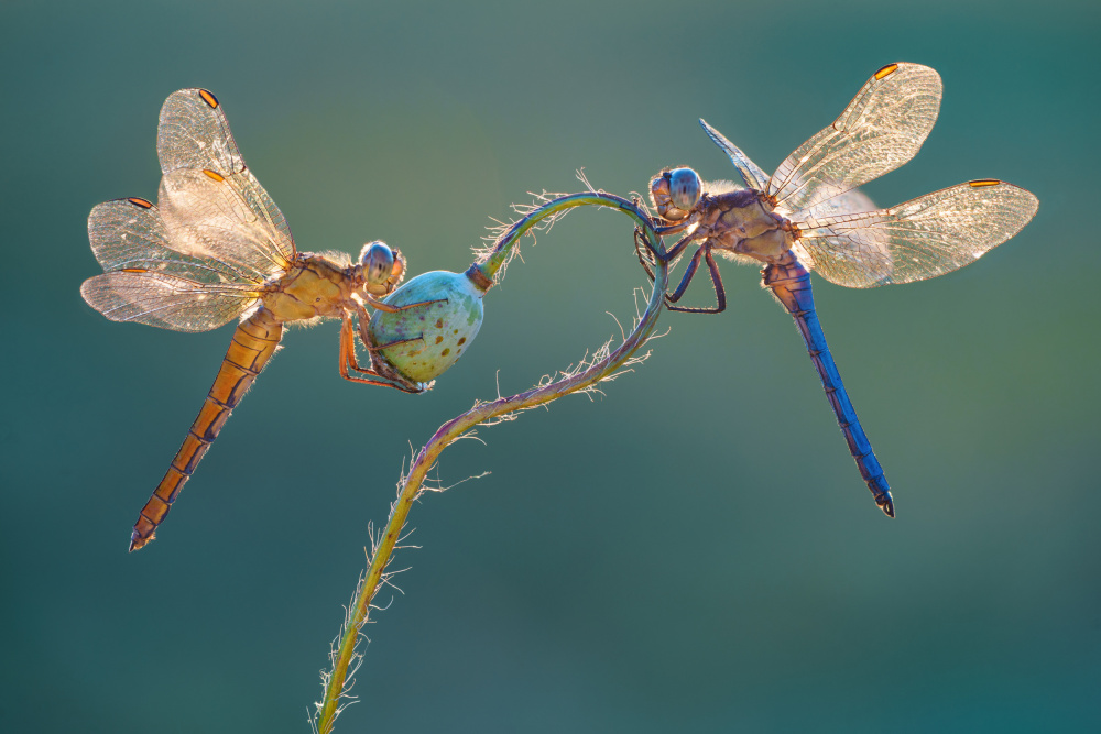 Perfect dragonflies od Petar Sabol