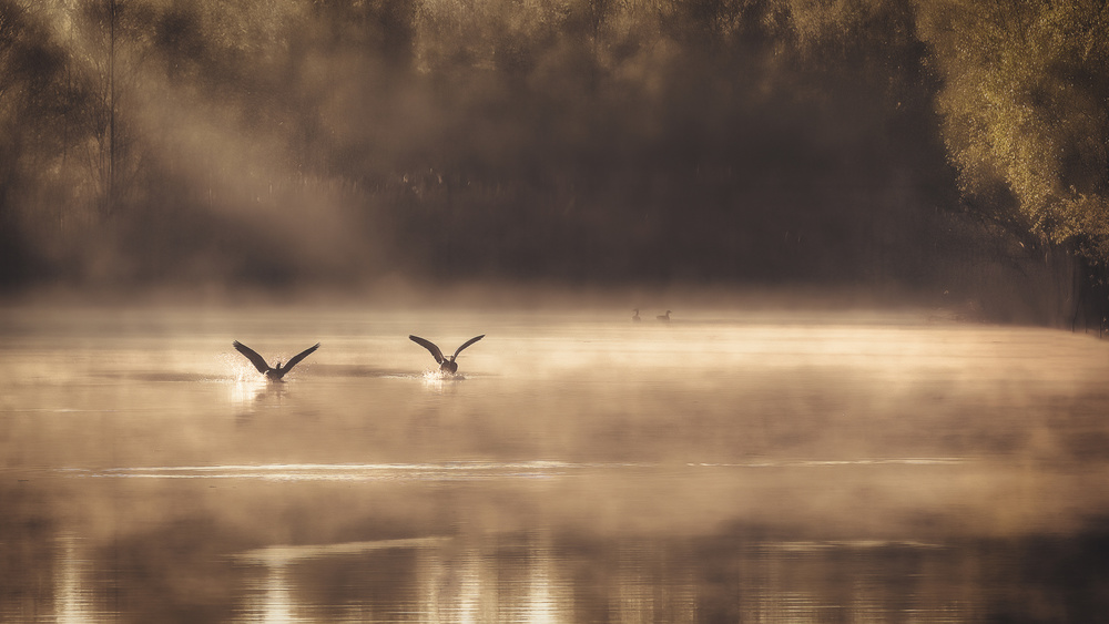 The Early Morning Ducks od Peter Dewever