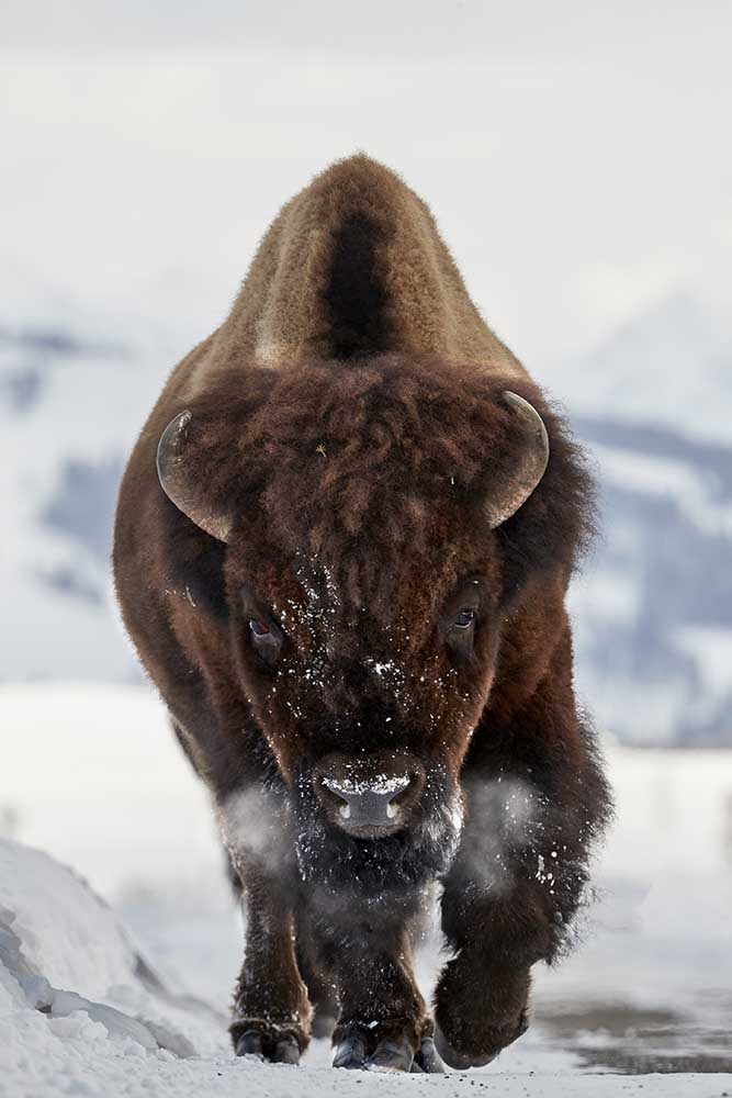 Bison Incoming od Peter Hudson