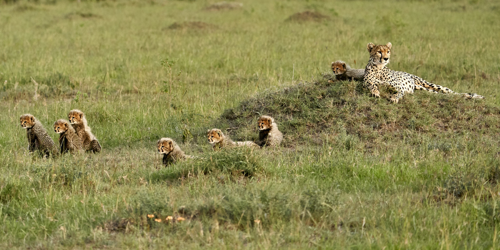 Cheetah with 7 cubs! od Peter Hudson