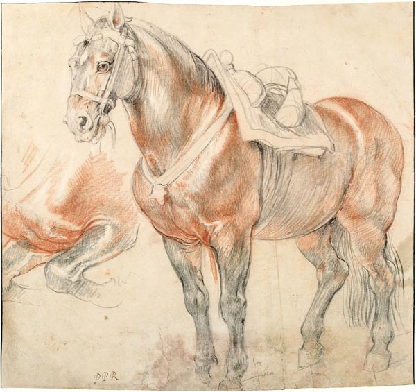 Saddled Horse od Peter Paul Rubens