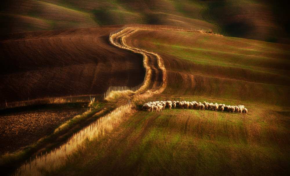 Crossing the fields od Peter Svoboda