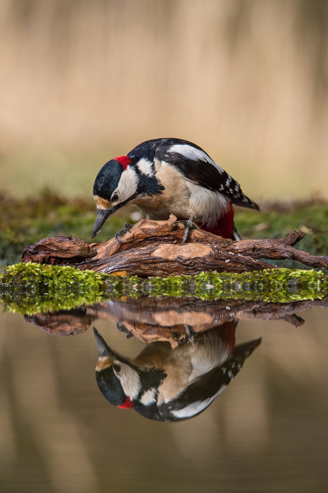 The Great Spotted Woodpecker, Dendrocopos major od Petr Simon