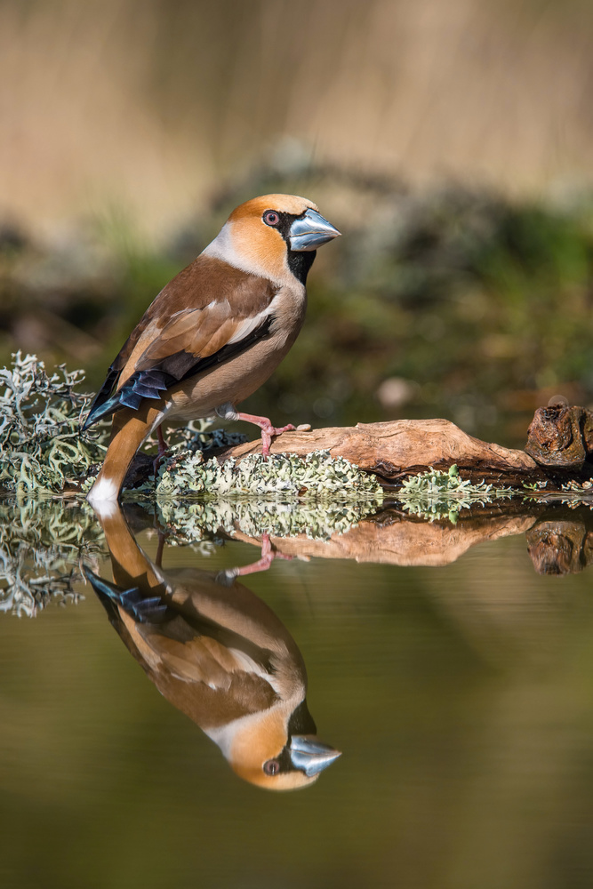 The Hawfinch, Coccothraustes coccothraustes od Petr Simon