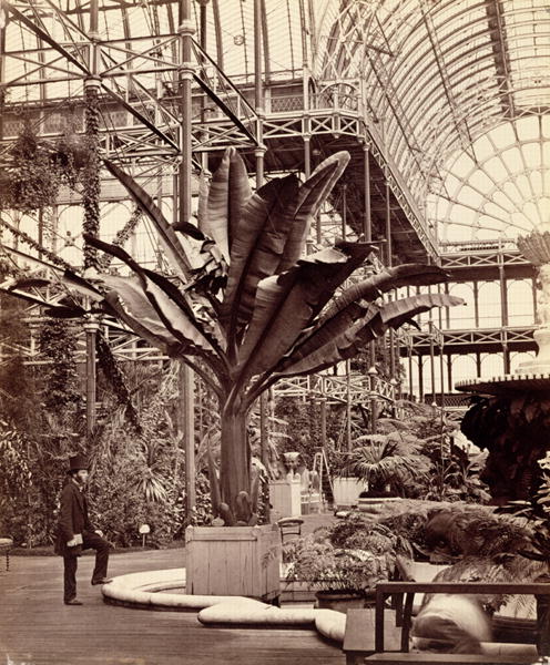 Tropical Plants in the Egyptian Room, Crystal Palace, Sydenham, 1854 (b/w photo)  od Philip Henry Delamotte
