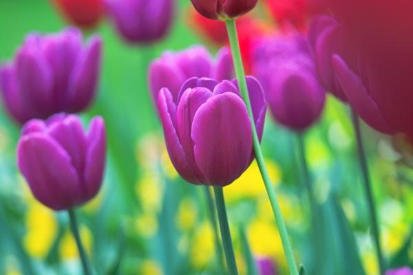 prächtige Tulpenfarben od Philipp Schneider