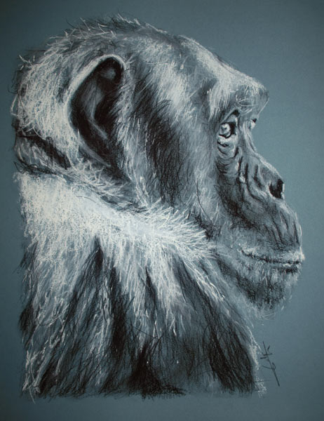 Chimpanzé de profil od Philippe Flohic