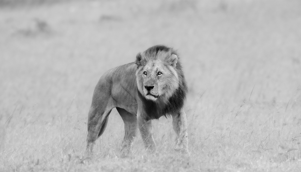 lion od Phillip Chang