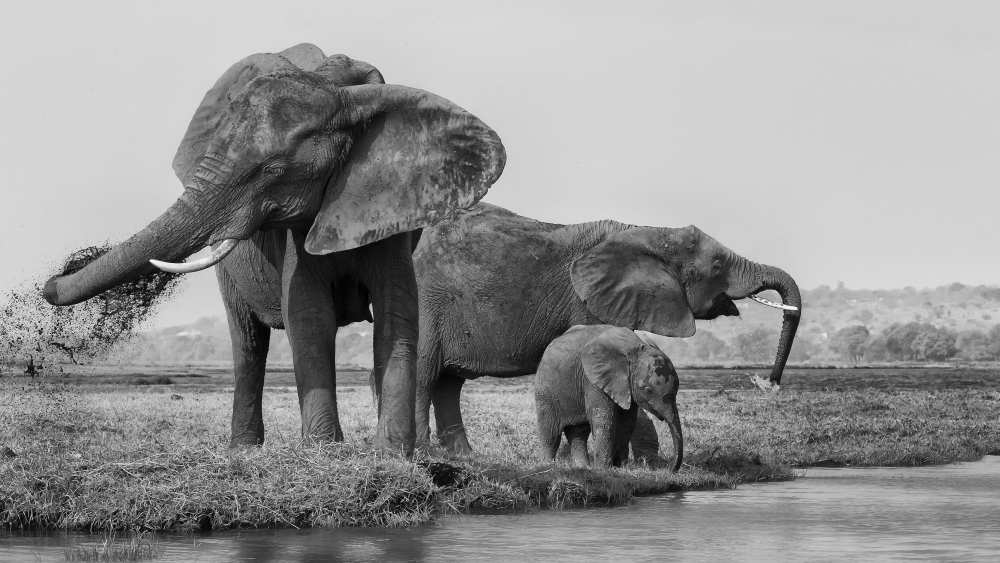 The family of elephants od Phillip Chang