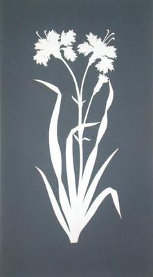 Carnation (collage on paper) od Phillip Otto Runge