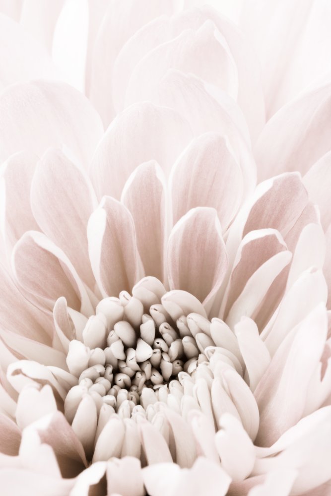 Chrysanthemum No 06 od Pictufy Studio III