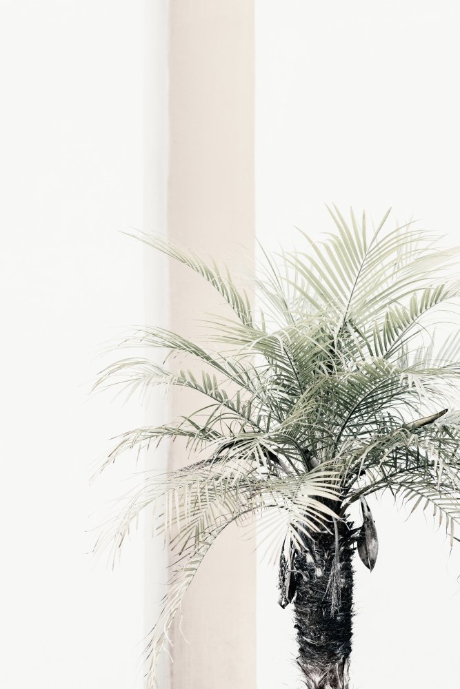 Palm tree od Pictufy Studio III