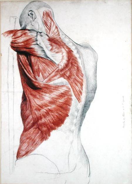 Human Anatomy; Muscles of the Torso and Shoulder (pencil & red chalk on paper) od Pierre Jean David d'Angers