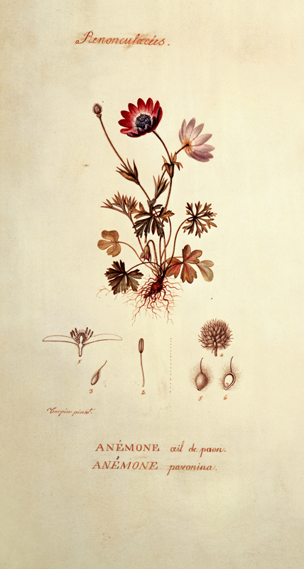 Anemone od Pierre Jean François Turpin