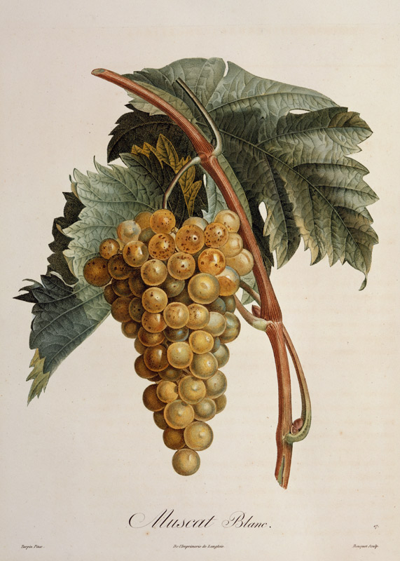 White grape Muscat Blanc od Pierre Jean François Turpin