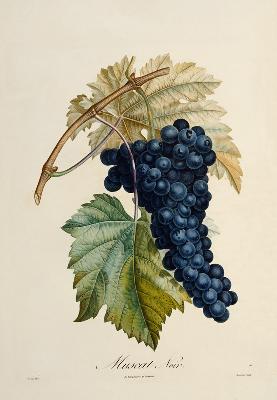 Blue grape Muscat Noir