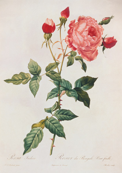 Rosa Indica od Pierre Joseph Redouté